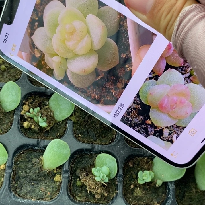 甜心717芽苗一个多肉