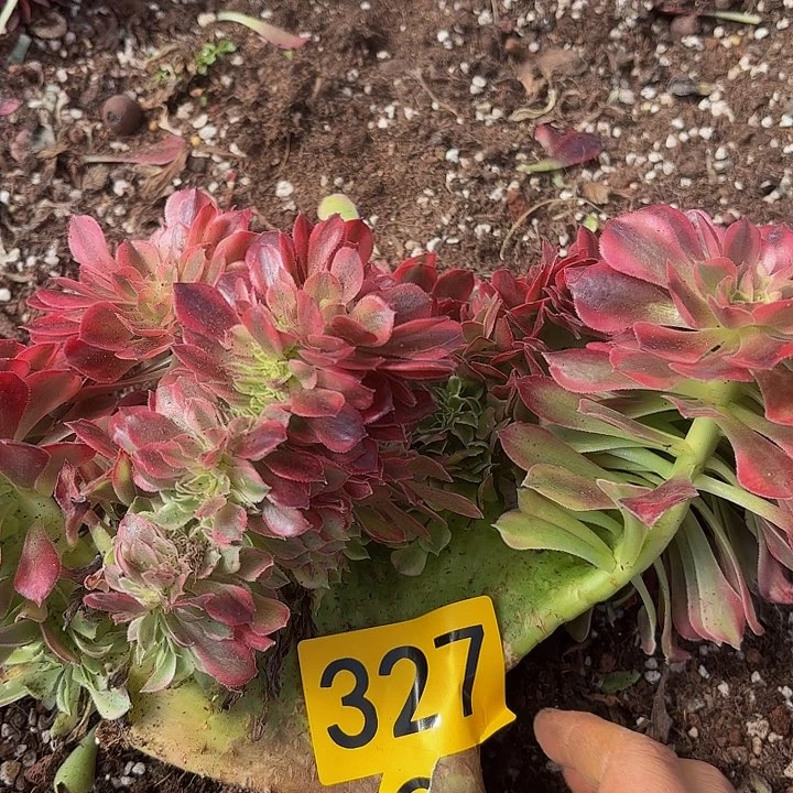 多肉植物福利327