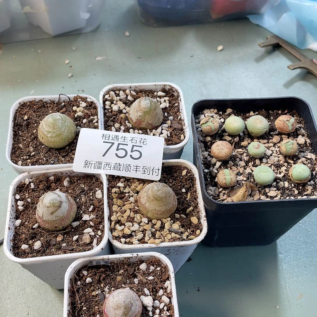 奕*相遇开播福利755