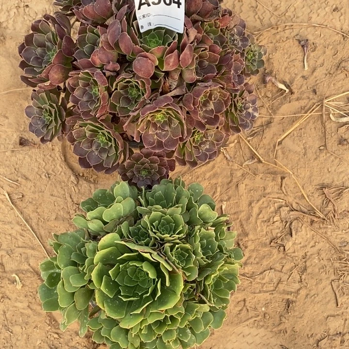 完全开放564组合套餐多肉植物