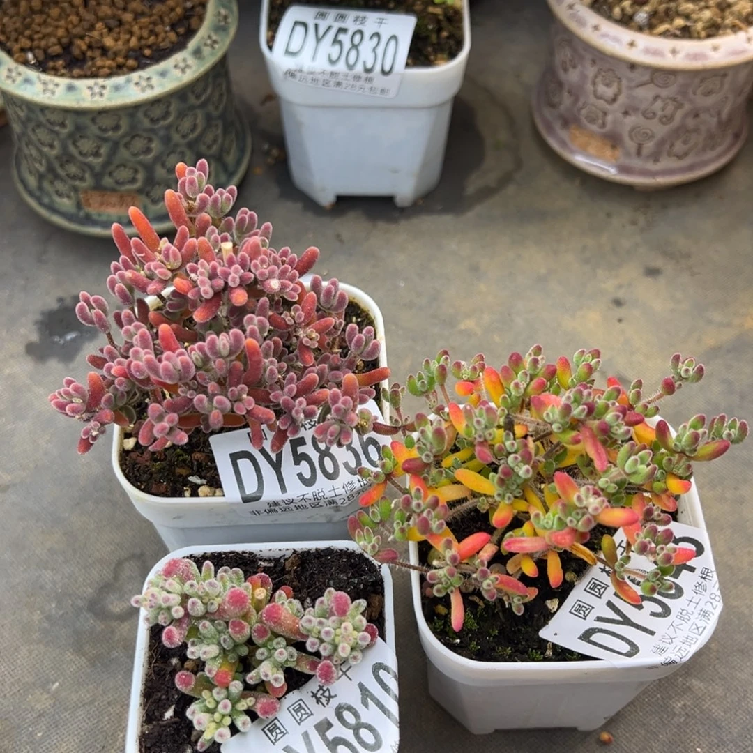 达***兹dy5836/10/43荔枝糯米糍小精控冰晶锦红宝石冠幅7/4.5/7cm