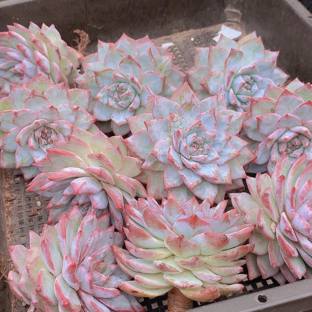 单头粉蓝鸟356788990000
