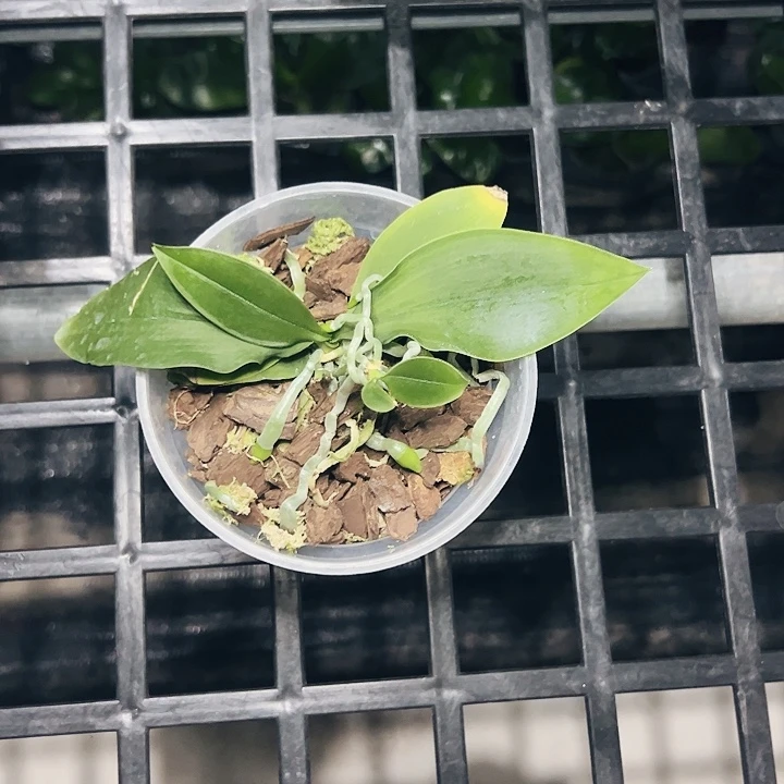 爱***欣不开花植物诺比兔3.0