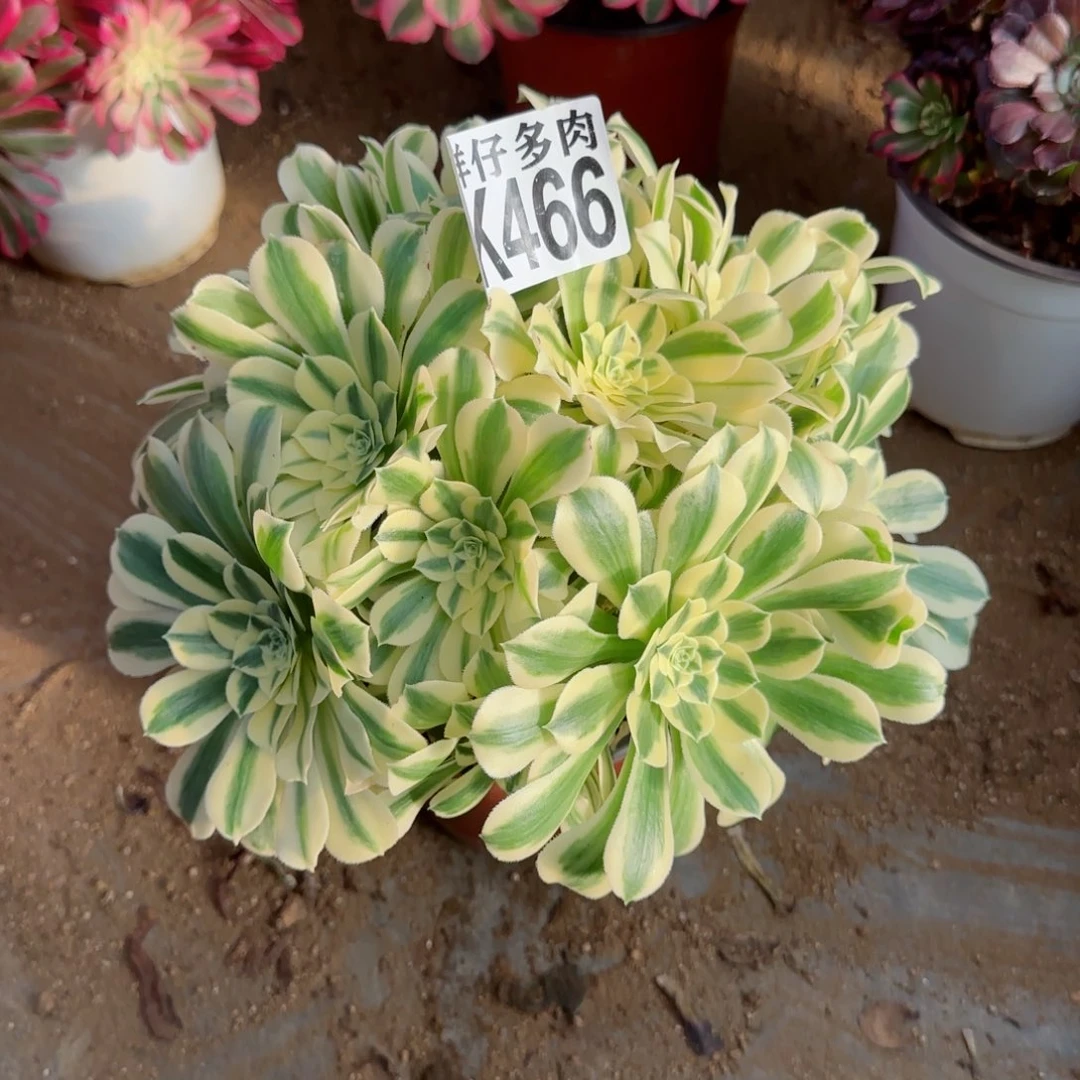 466迈巴赫法师园艺官服25左右