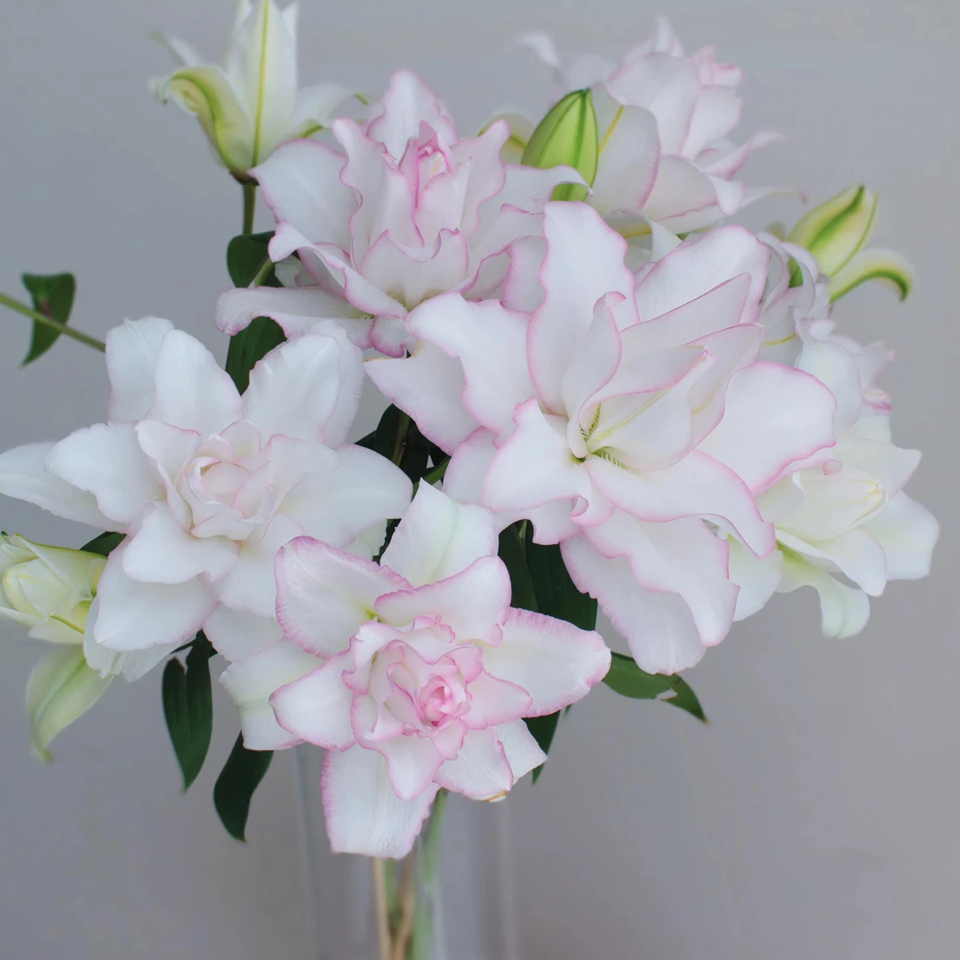 【冰美人】南美球12/14白粉色重瓣玫瑰香水百合种球耐寒耐高温好养