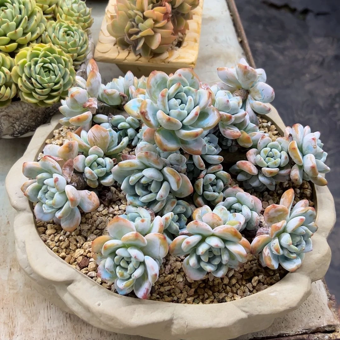 一***动冷香杂38 零零多肉植物