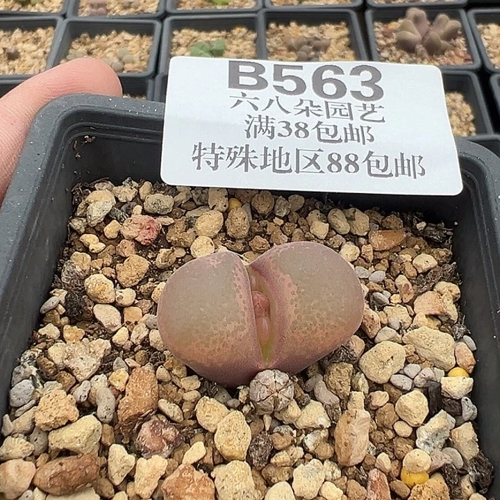 无花朵563号特价风铃