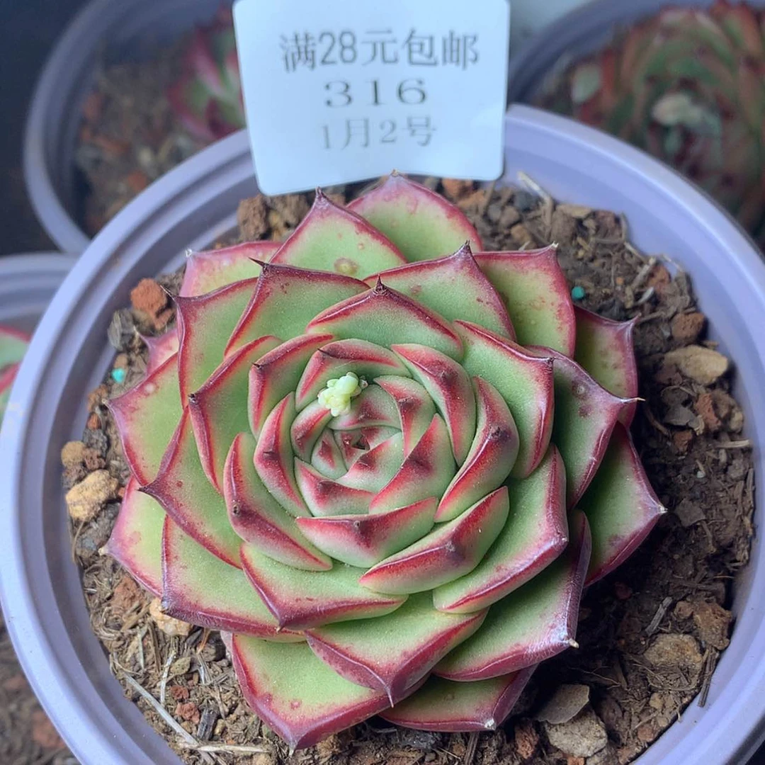 【闪购商品】云316号