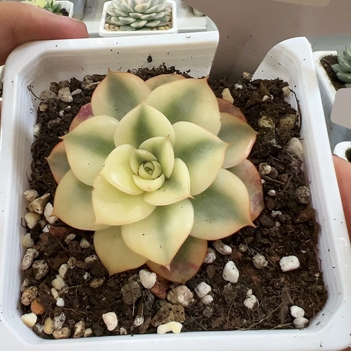 1047号斗牛士锦多肉