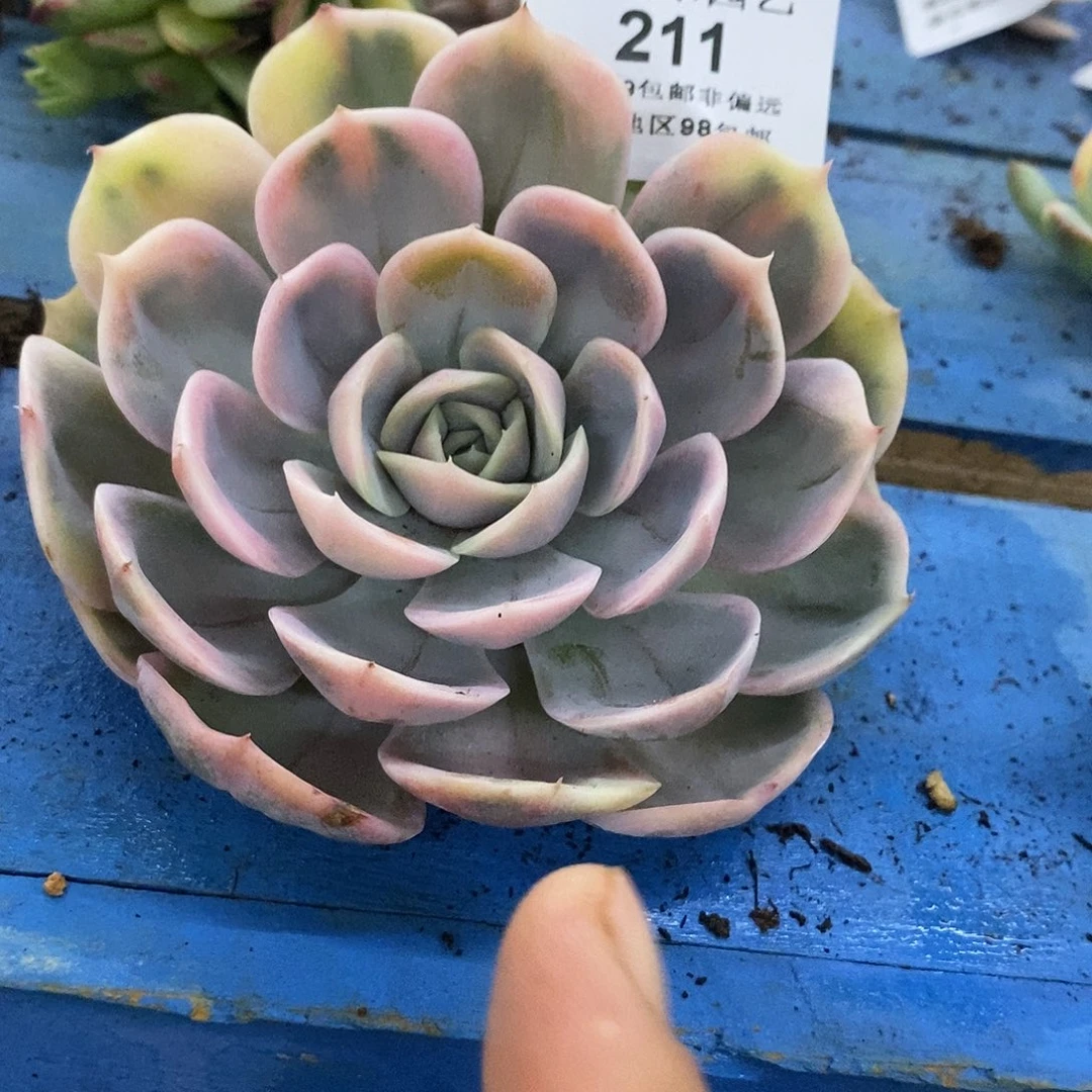 211蓝色惊喜锦炸多肉植物哇啦塞