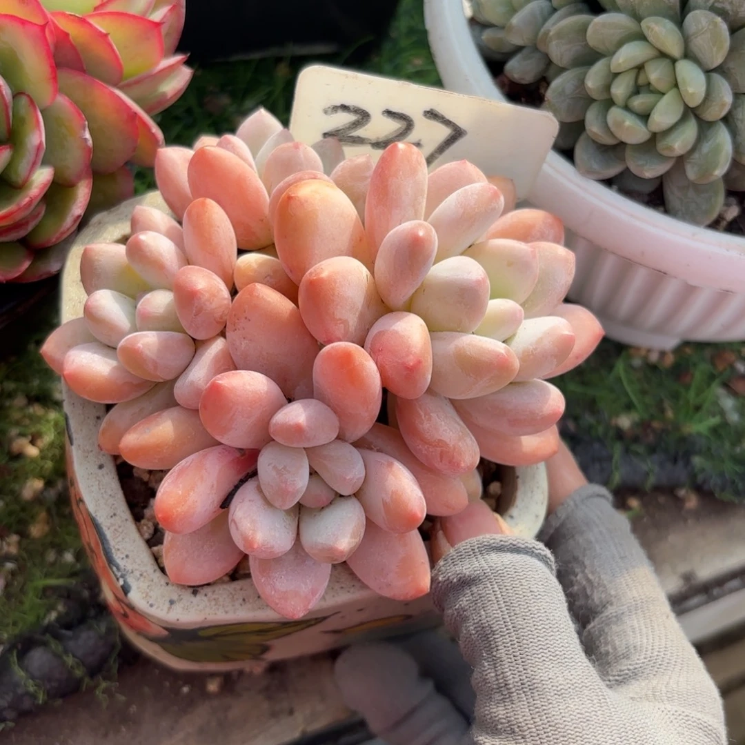 筱***筱227fghjjjjjjjjj多肉