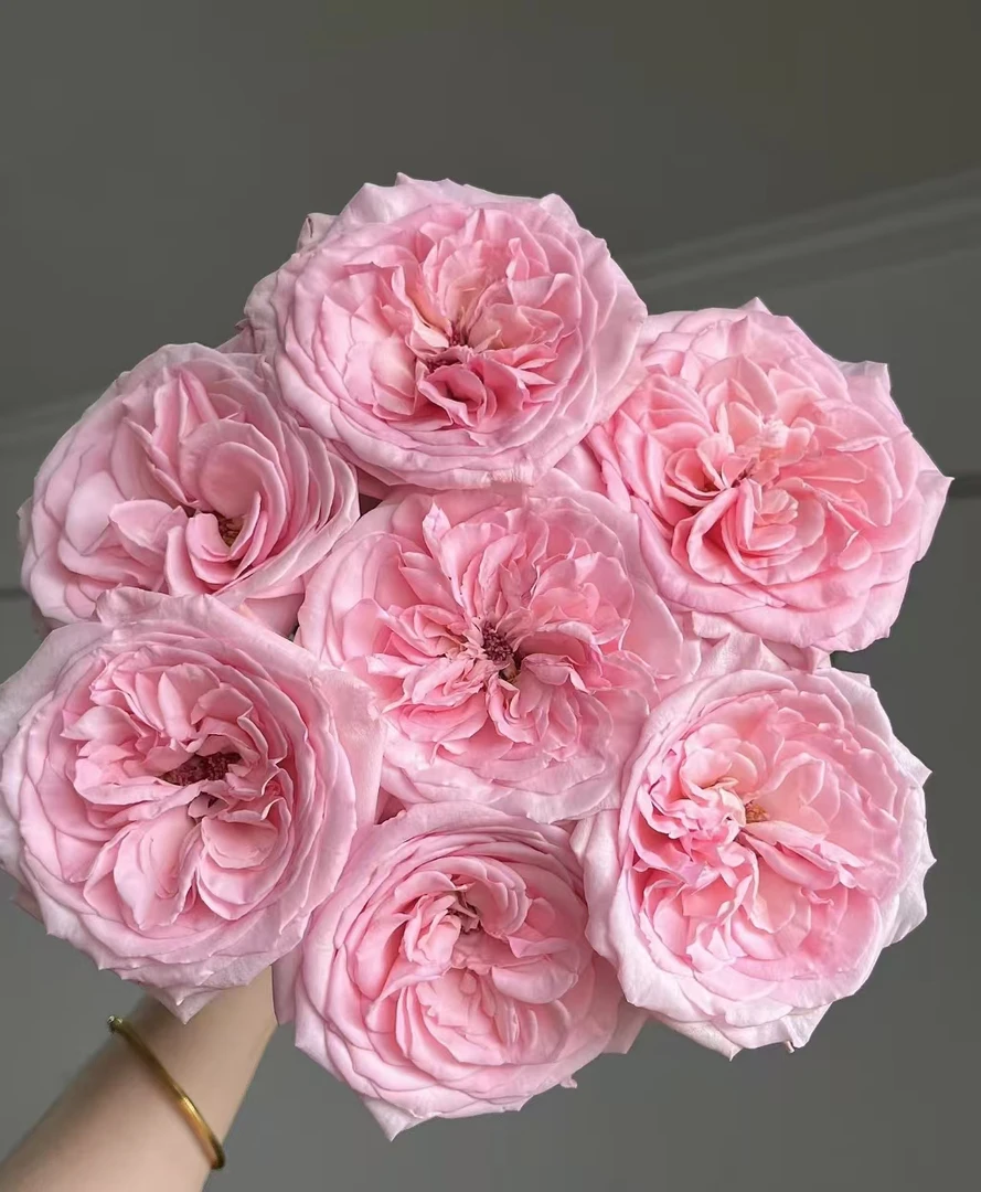 鲜花【粉荔枝】家庭同地址两单顺丰或京东送货上门+送配草1扎