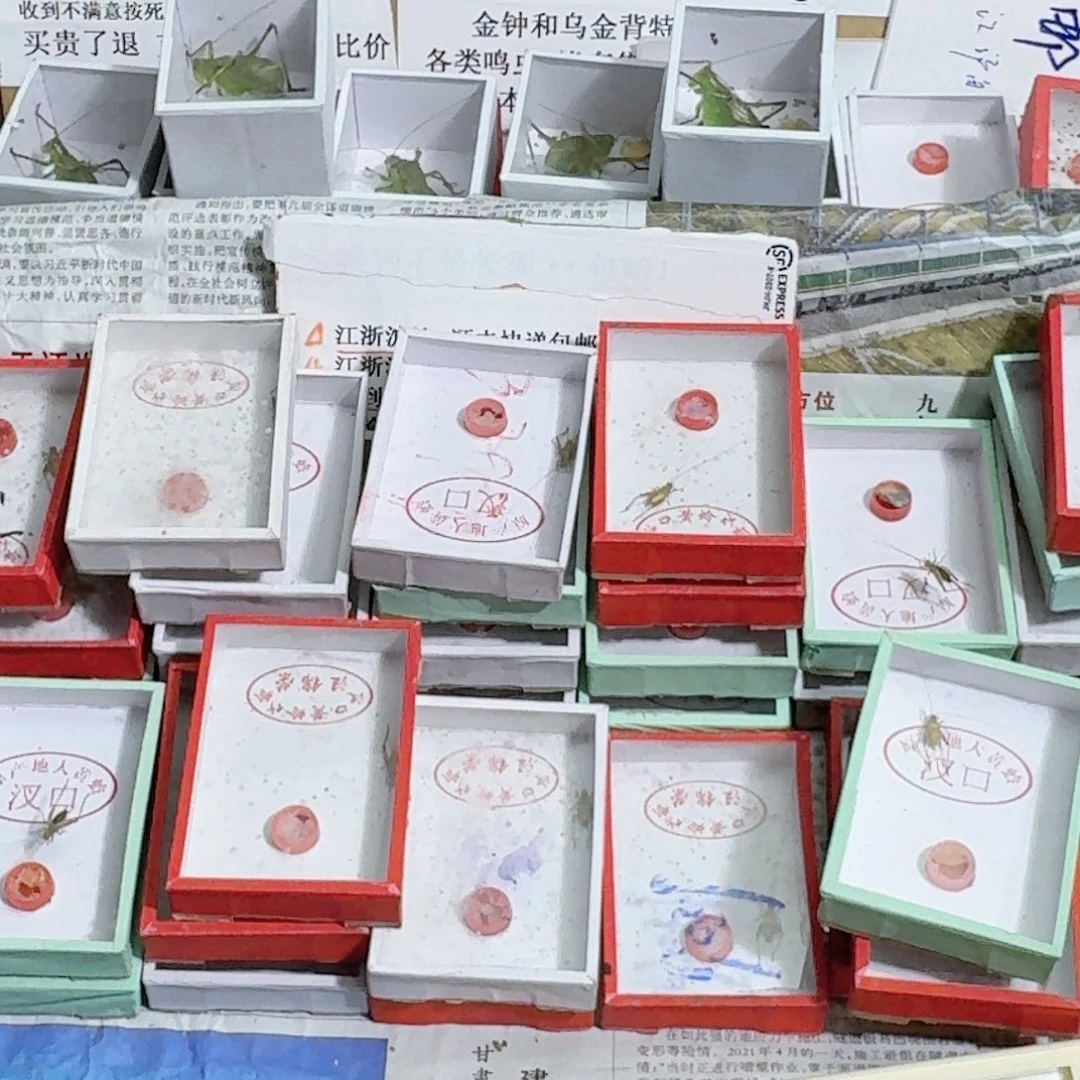 在***和蟋蟀蝈蝈我在外面吃饭呢