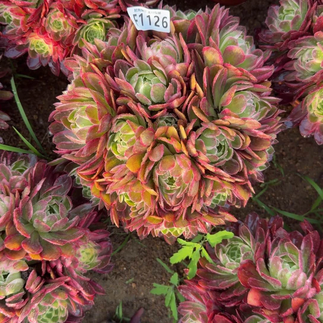 1126海王。多肉植物