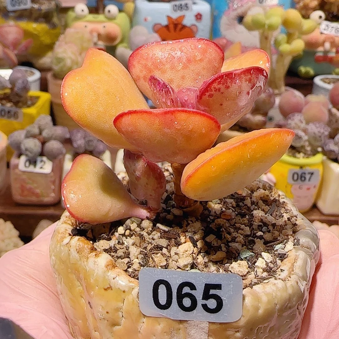 T爱心水泡盆口5cm