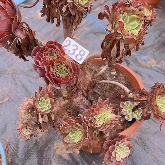 破***帝多肉植物一个彩魔一个箱