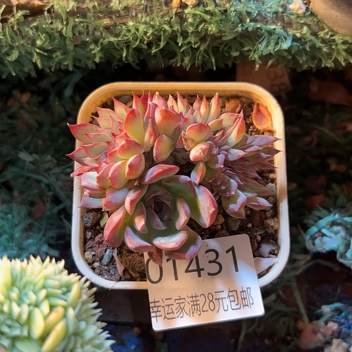 幸运的是我还没遇到