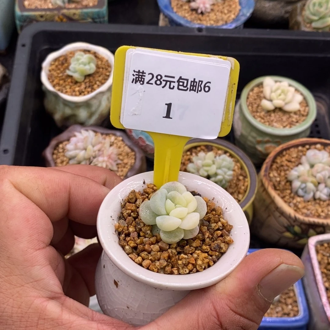?**?61冰玉锦多肉植物