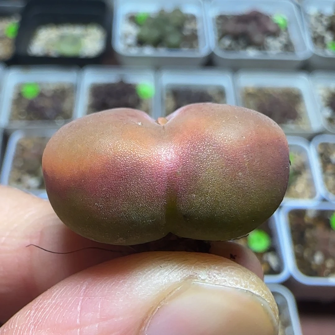 2.4漂亮多肉植物430