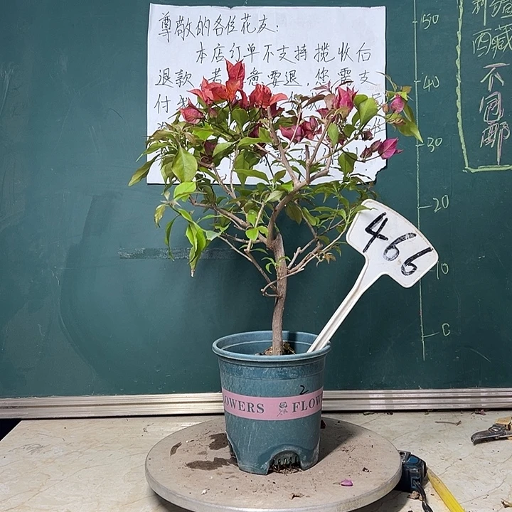 完全开放 紫桑巴  466