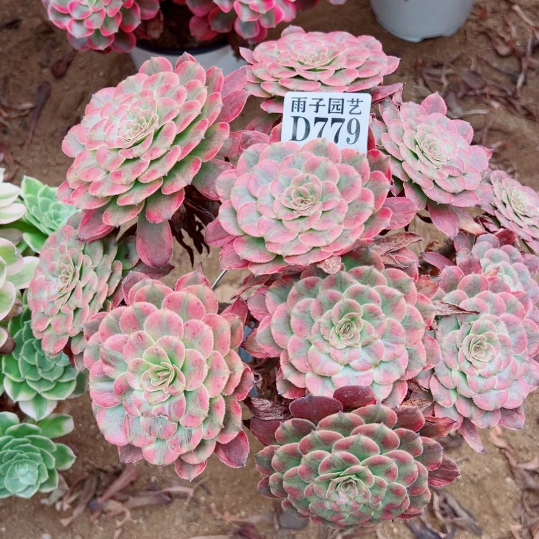 779月婵尺寸25左右