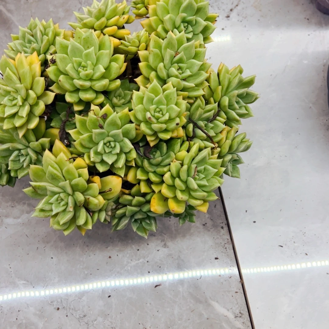 冰***魂多肉植物组合盆栽璀璨