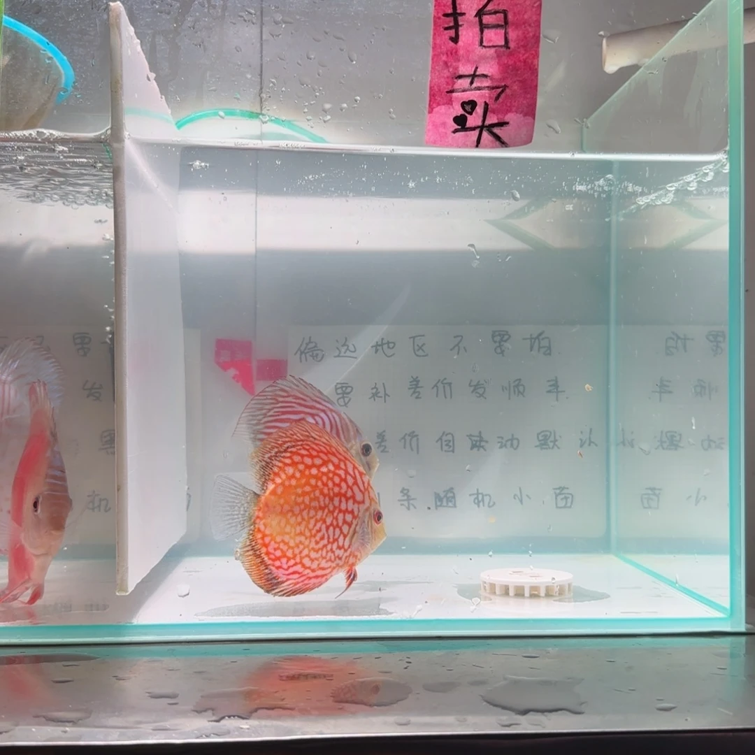 七彩神仙鱼七彩8-11，2条价格