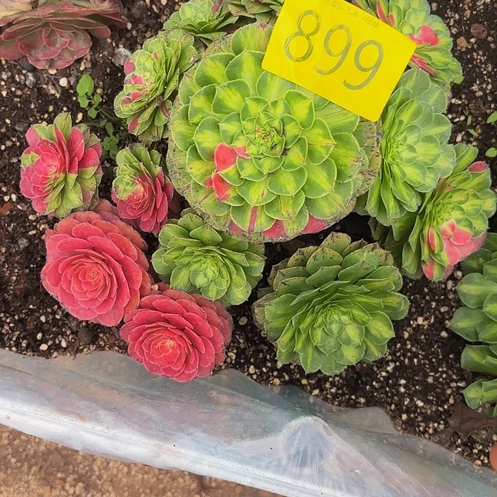 多肉植物知否899月