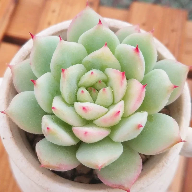 【满9.9包邮】穴盘TP七颗3-4cm多肉植物以直播间展示为主