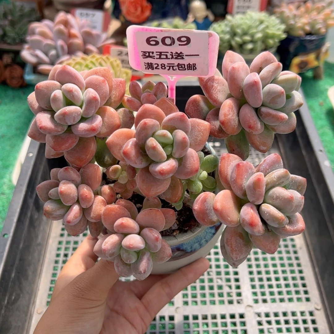 表妹精品多肉植物609.
