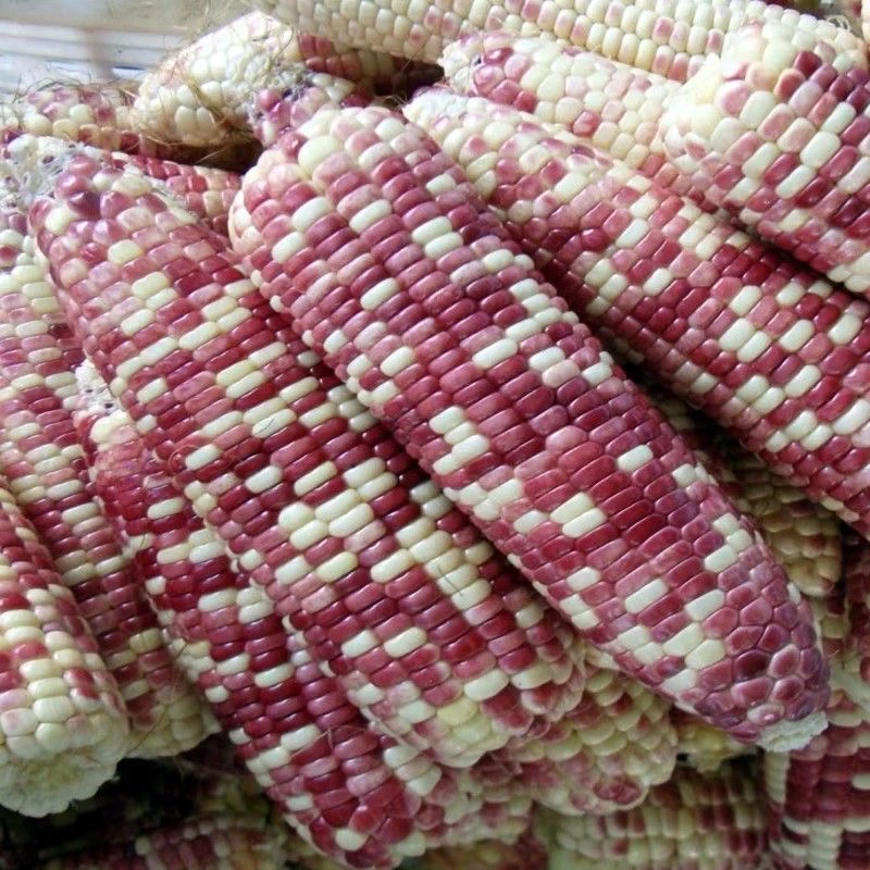 浦东曹路种植现采红糯花糯玉米鲜香甜糯5斤包邮