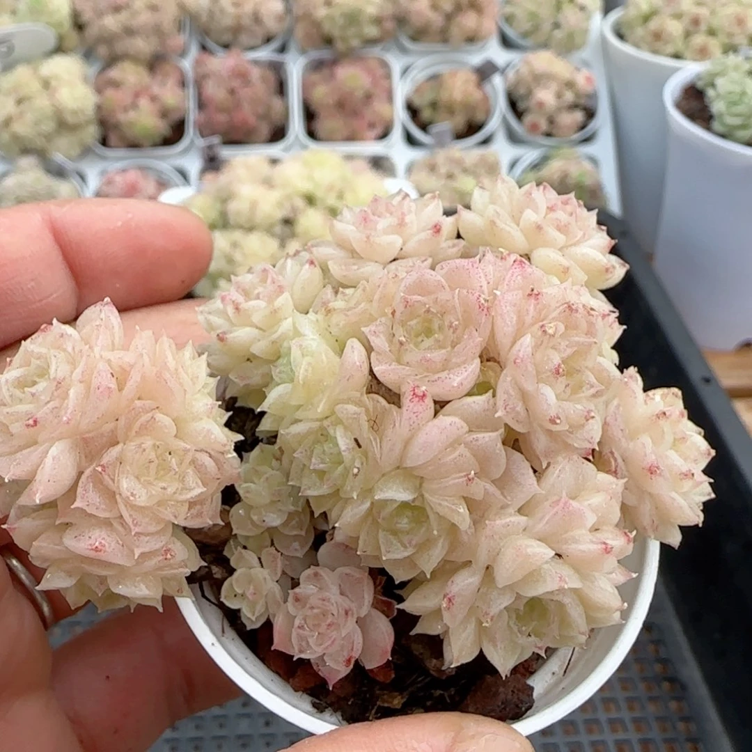 【闪购商品】0217-3玉透麦杆