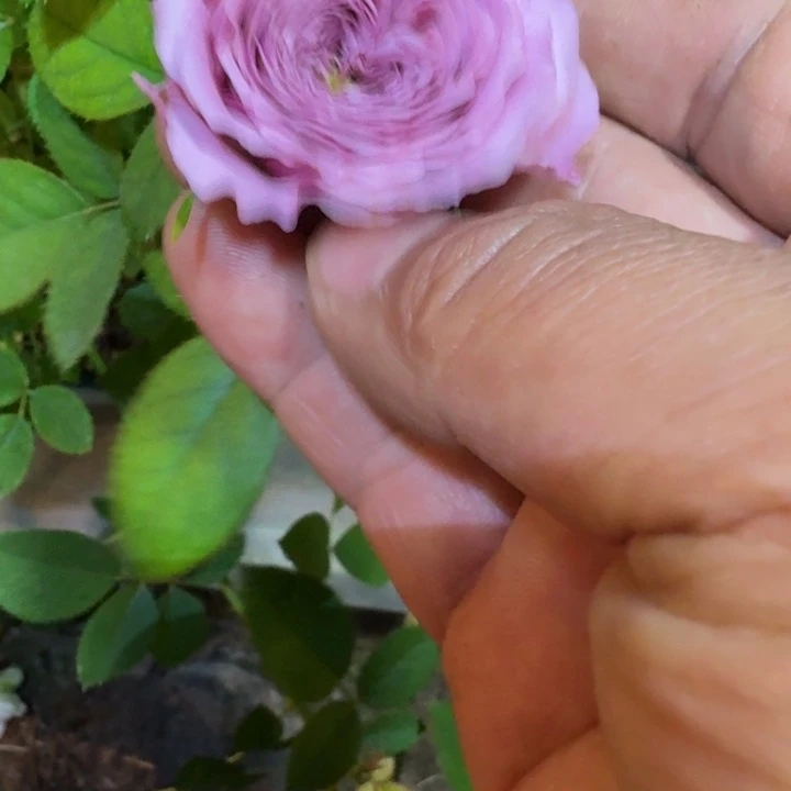 无花朵烟熏妆中苗
