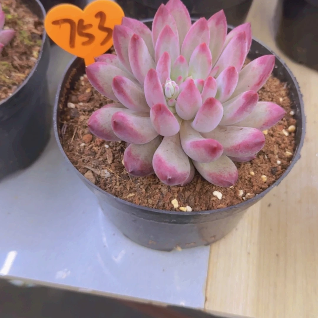 四****开753多肉植物一物一拍