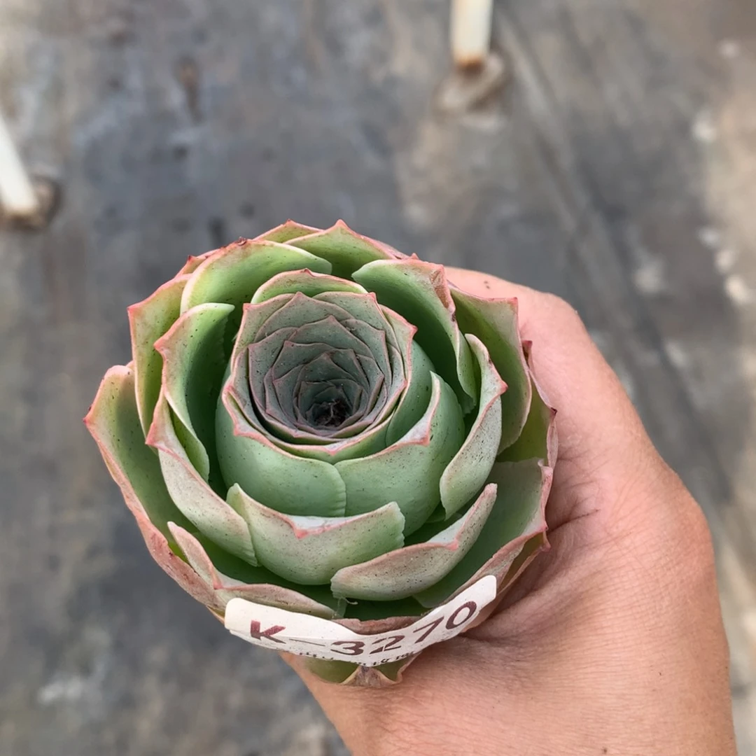 3270濒危植物黄金帕