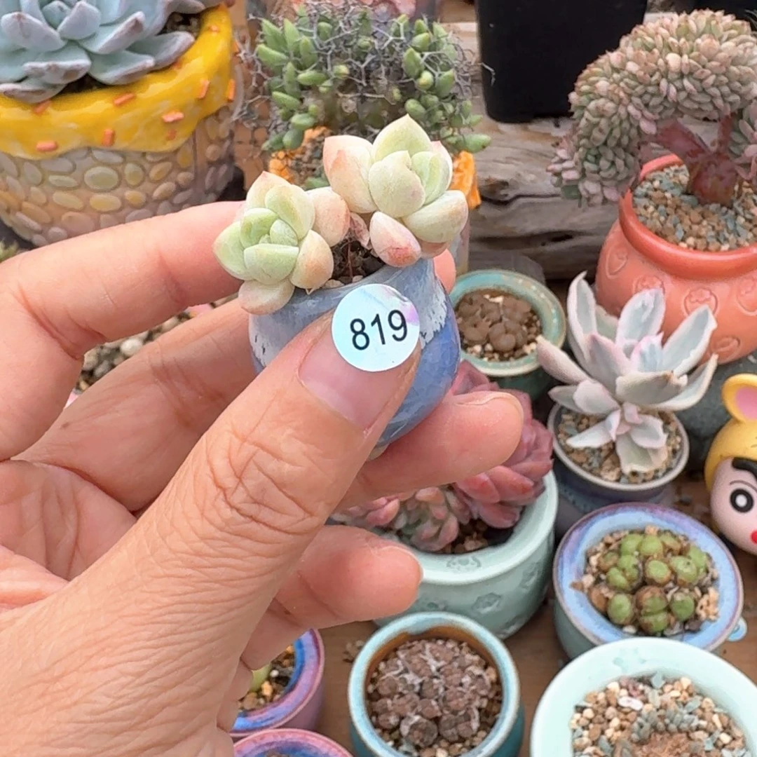 819 多肉含盆土30元包邮➗偏远地区