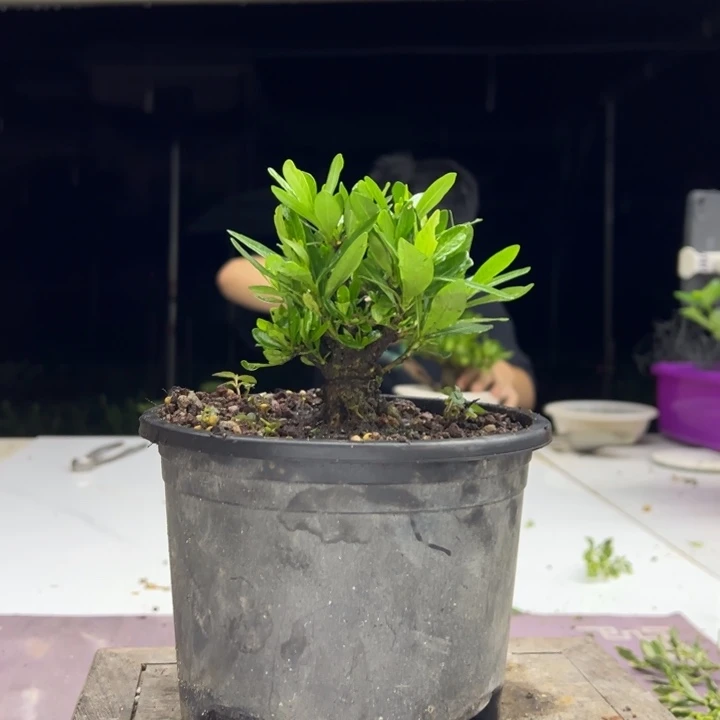 当前无花朵，栽培后可花朵海星栀子花