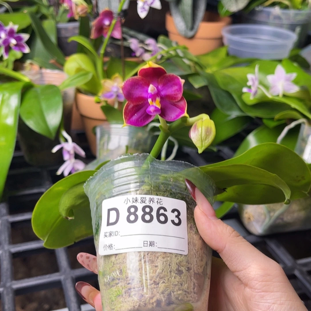 无花朵蝴蝶兰原生8863