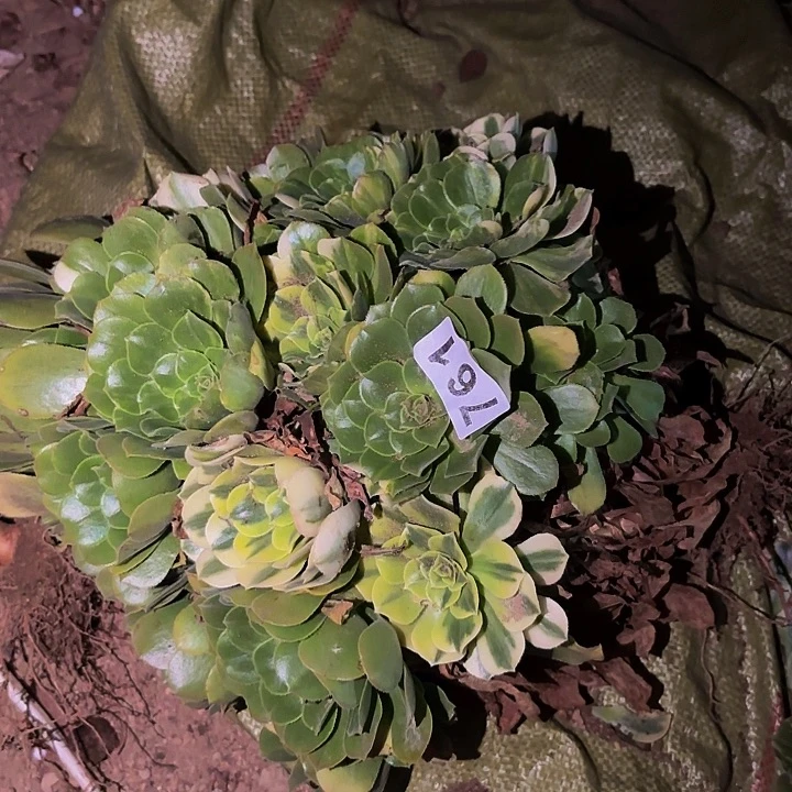761七彩多肉植物不售后