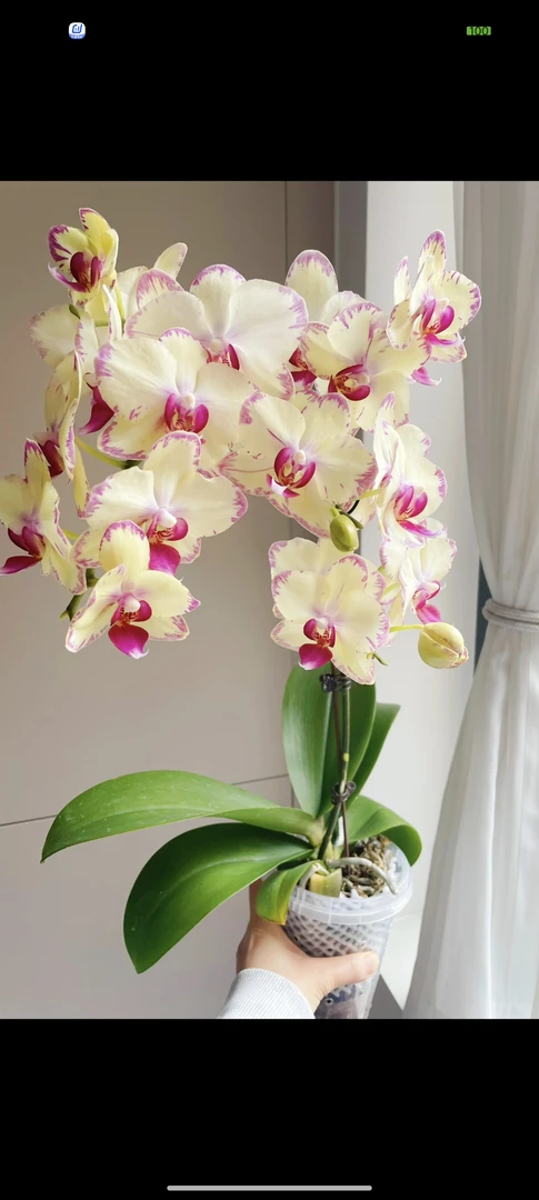 【绿闪电】蝴蝶兰   无花剑  仅是苗  3.0寸杯