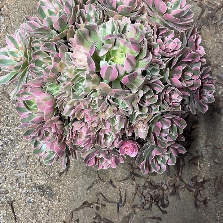 多肉植物粉水晶锦……