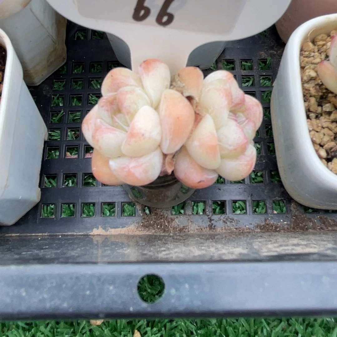 是***呀萌肉小筑0701-66冰玉加盆