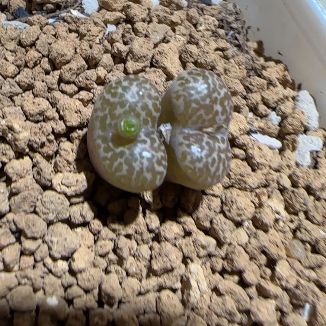 肉锥多肉植物组合-豹纹鸟782