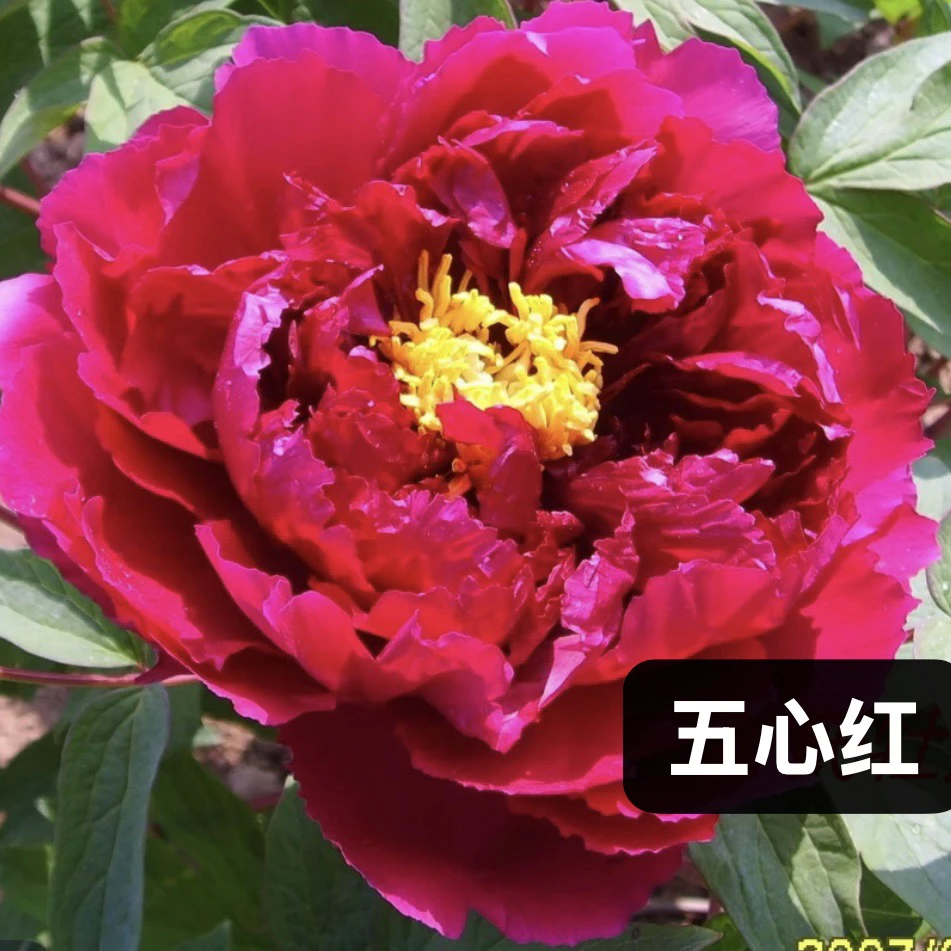 牡丹品种 五心红