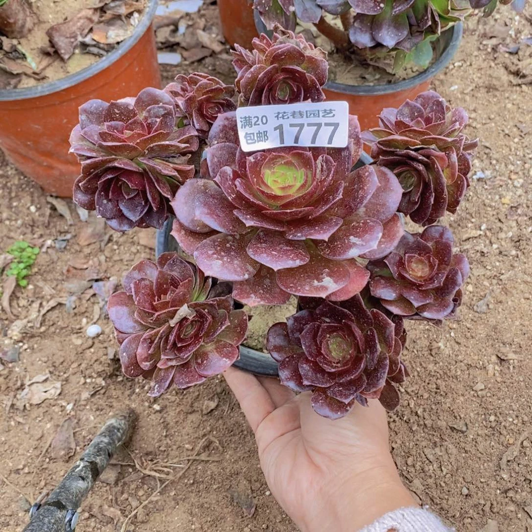 1777 号一物一拍多肉植物
