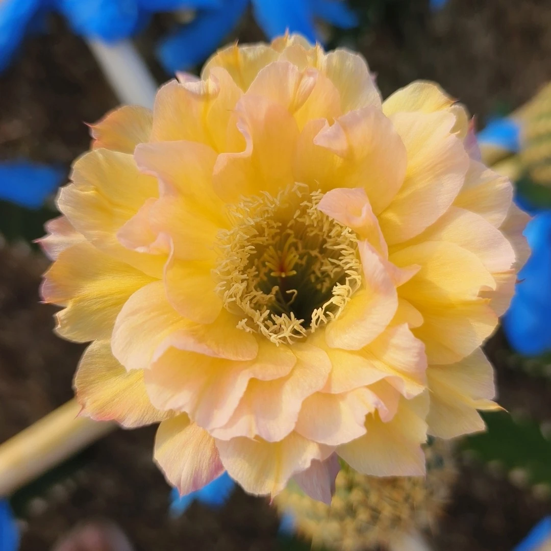 cc138彩草4cm无根侧芽一个满30包邮多肉植物仙人球