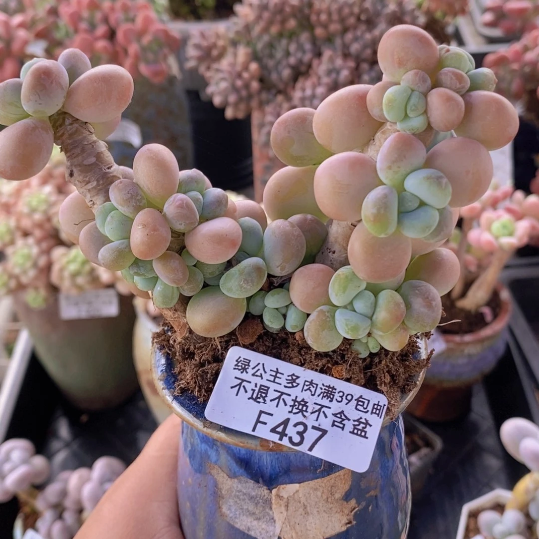 香水洛神老桩8cm437多肉植物