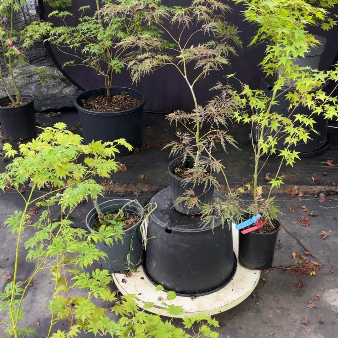 无花朵朱雀枫树6