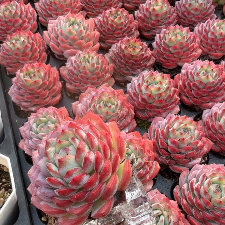 沙漠哦玫瑰。 两颗。