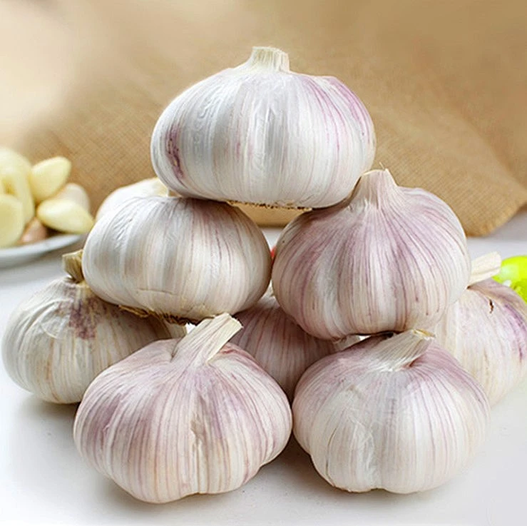 湘西高山农户新晒紫白皮干蒜大个头辛辣提香可腌制腊八蒜